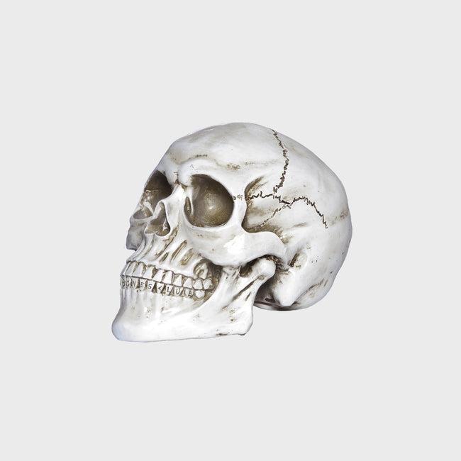 William B Bones - White Skull